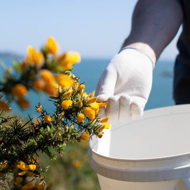 Chocolarder Wild Gorse Flower 50% Milk Chocolate Bar