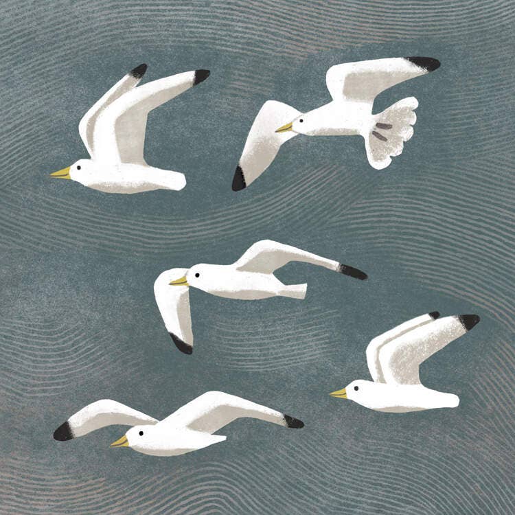 Greetings Card - Seagulls