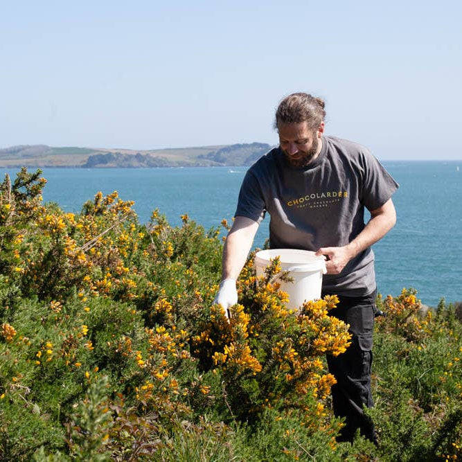 Chocolarder Wild Gorse Flower 50% Milk Chocolate Bar