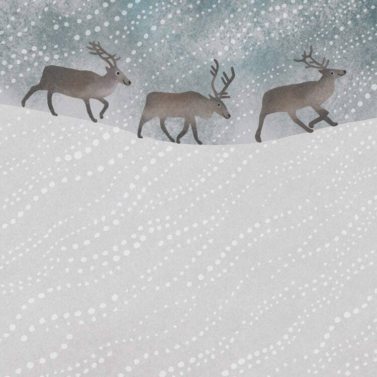 Greetings Card  - Reindeer In The Snow