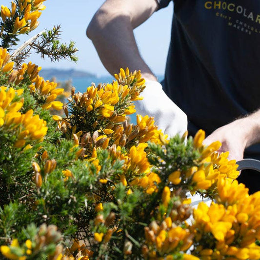 Chocolarder Wild Gorse Flower 50% Milk Chocolate Bar