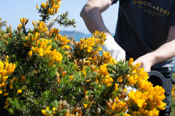 Wild Gorse Flower 50% Milk Chocolate Bar